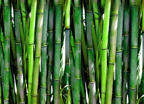 Simposio Ibérico del Bambú